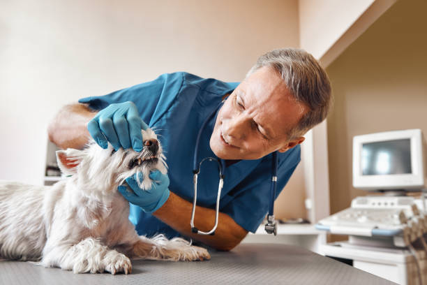 Best Urgent Dental Care  in Assumption, IL